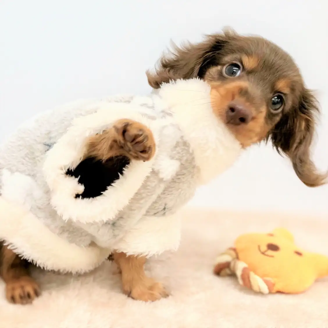 ミニチュア・ダックスフント