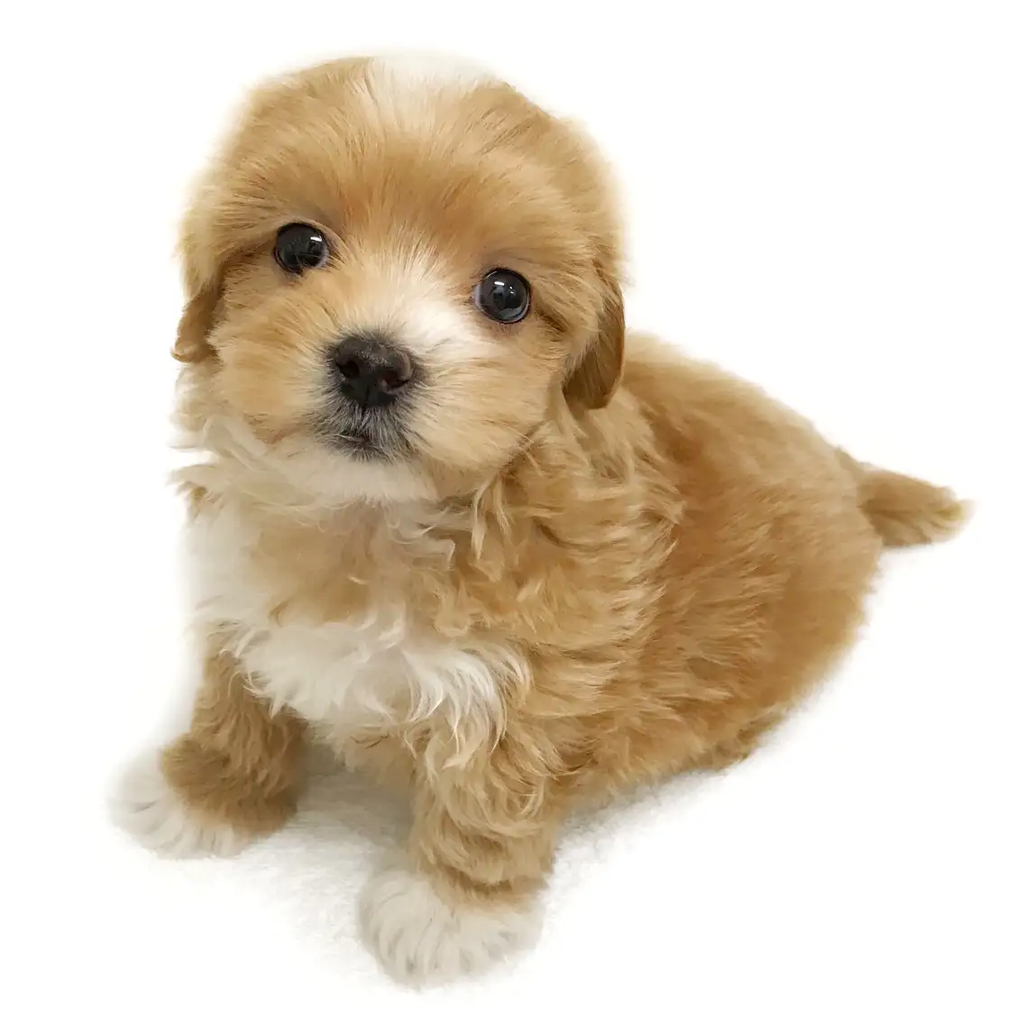 MIX(マルチーズ×トイプードル)