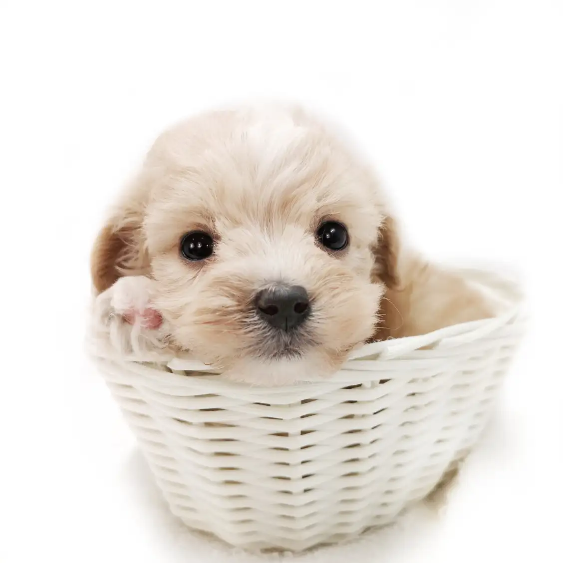 MIX(マルチーズ×トイプードル)