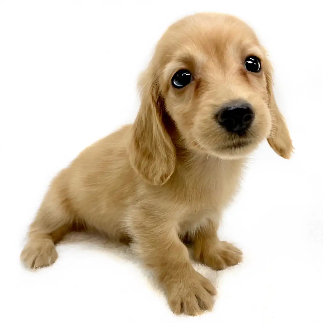 ミニチュア・ダックスフント