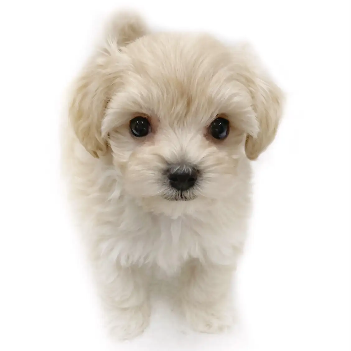 MIX(マルチーズ×トイプードル)