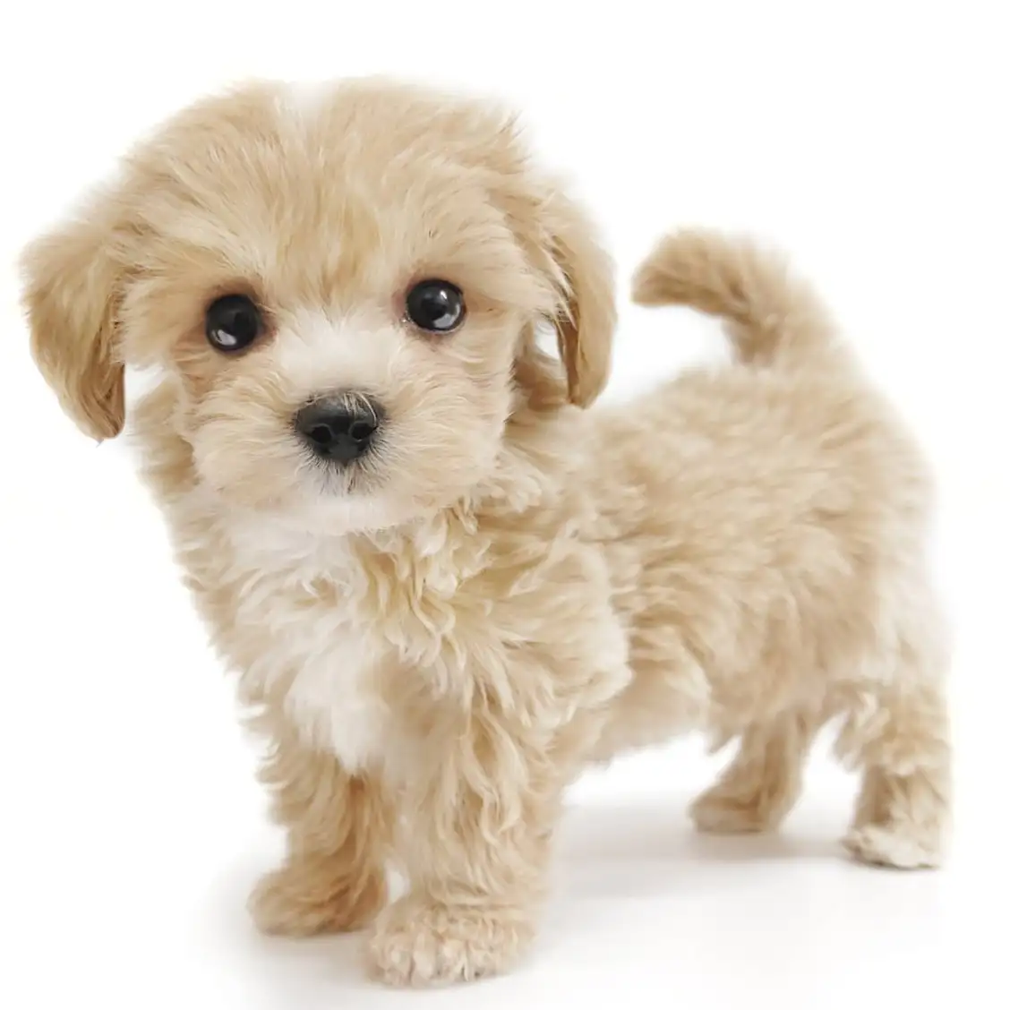 MIX(マルチーズ×トイプードル)