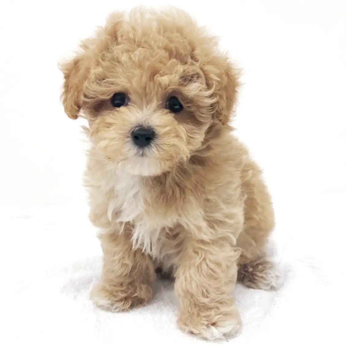 MIX(マルチーズ×トイプードル)