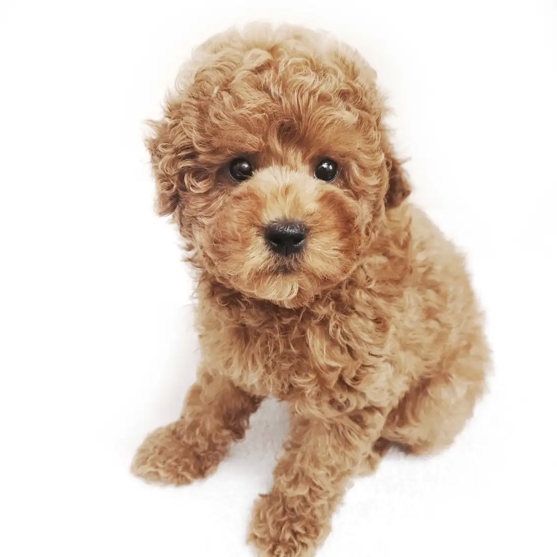 トイ・プードル