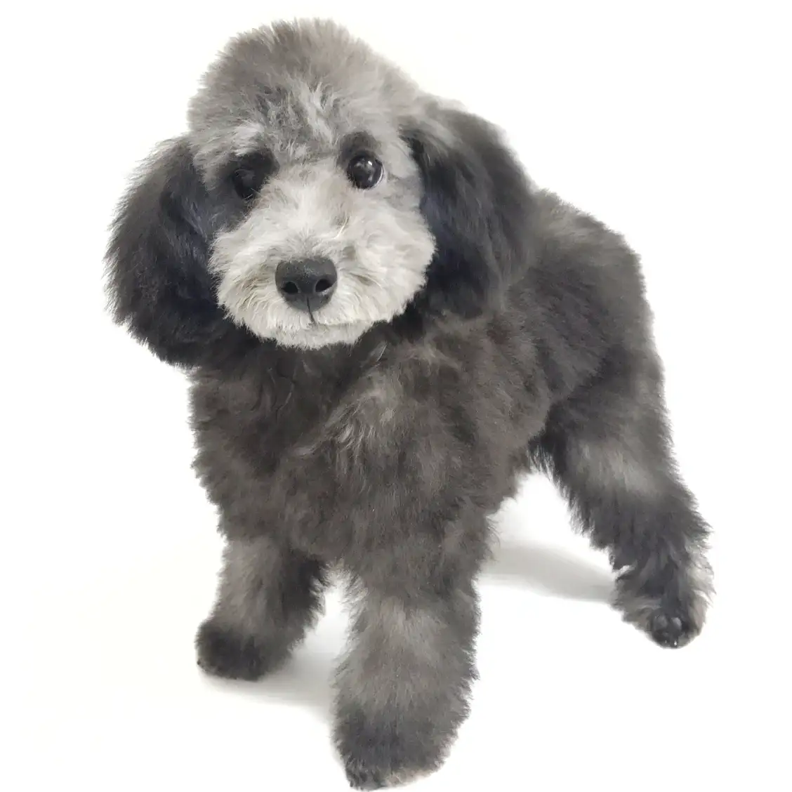 トイ・プードル