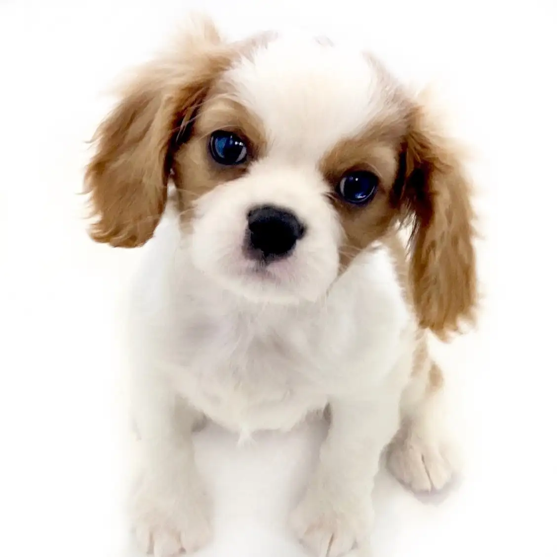 キャバリア・キングチャールズ・スパニエル