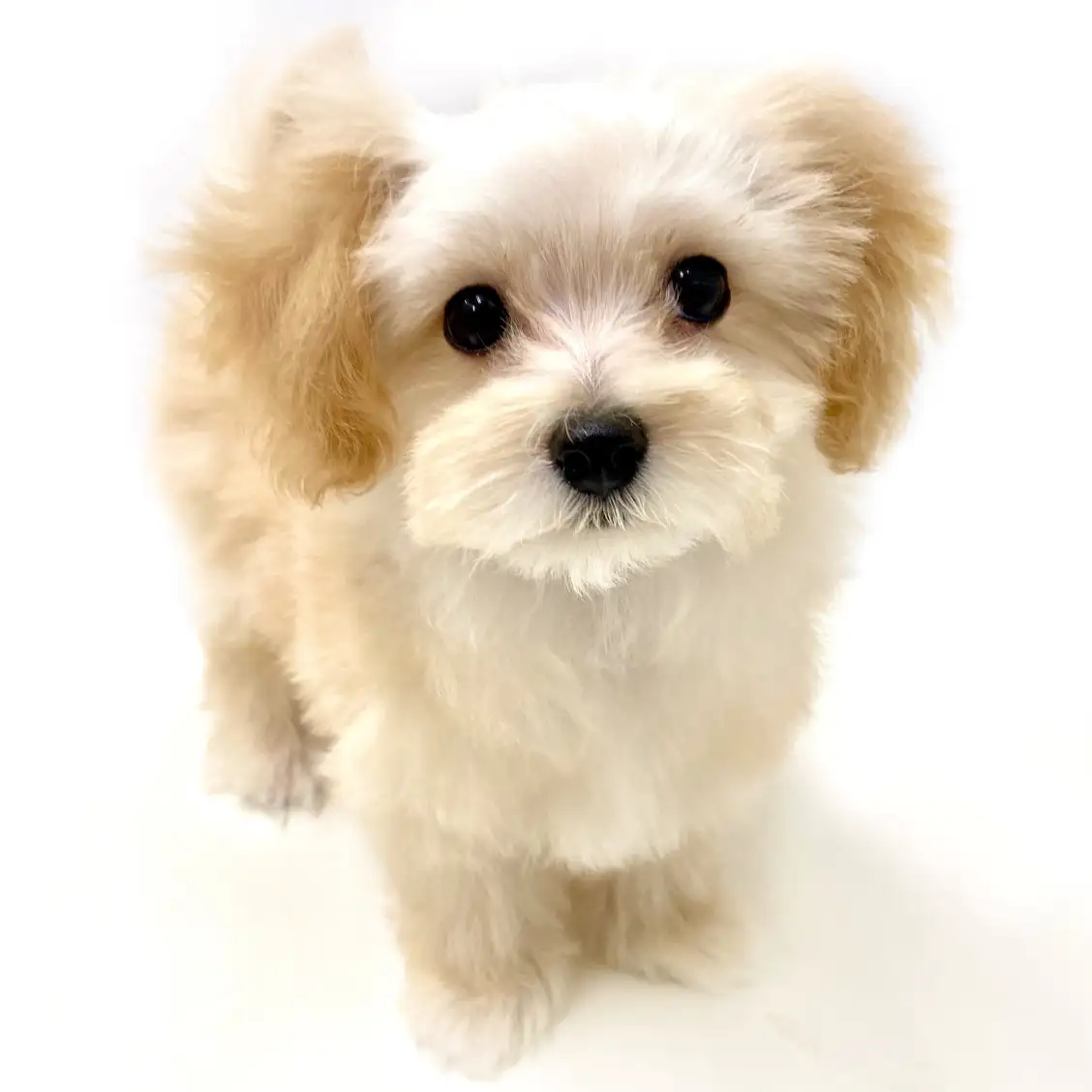 MIX(マルチーズ×トイプードル)