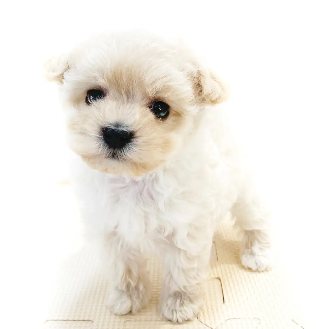 MIX(マルチーズ×トイプードル)