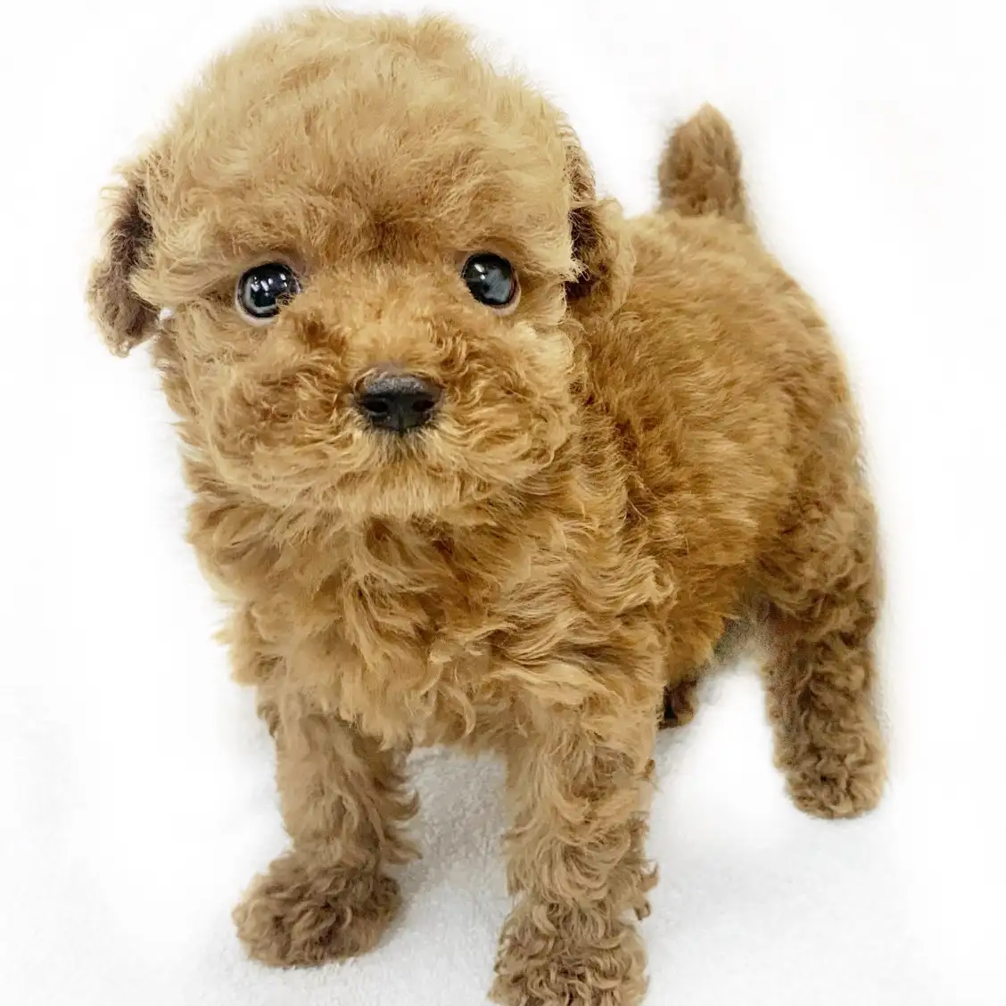 トイ・プードル