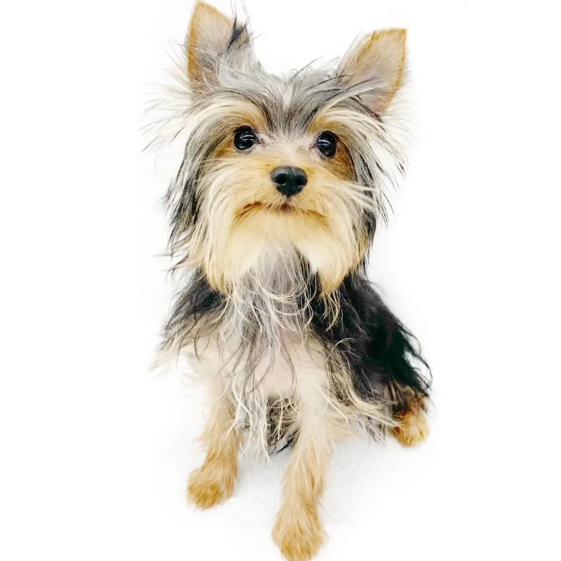 ヨークシャーテリア