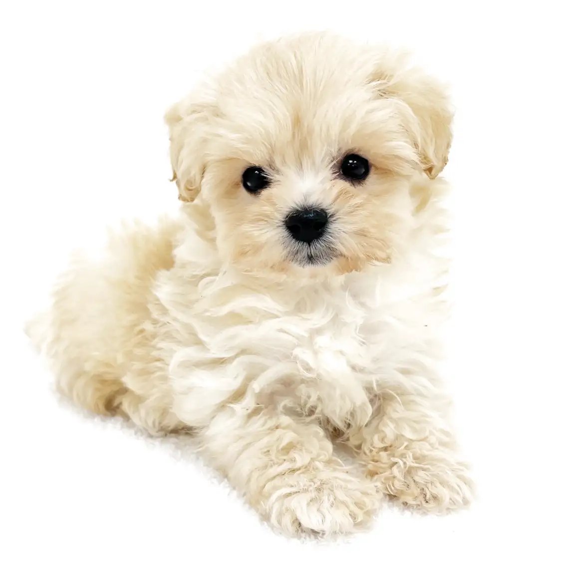 MIX（トイプードル×マルチーズ）