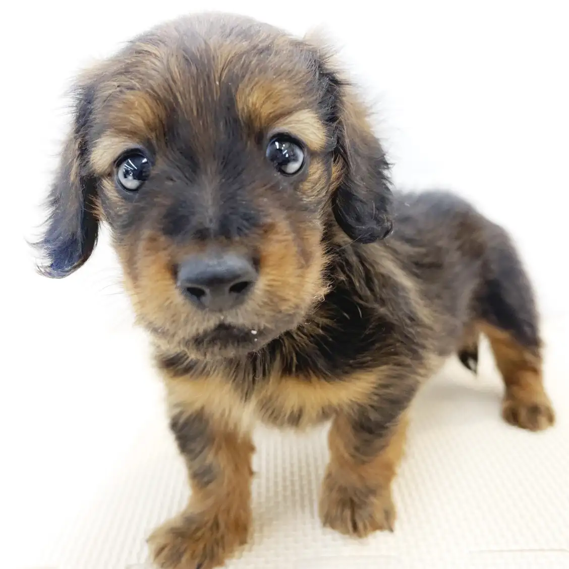 カニンヘン・ダックスフント