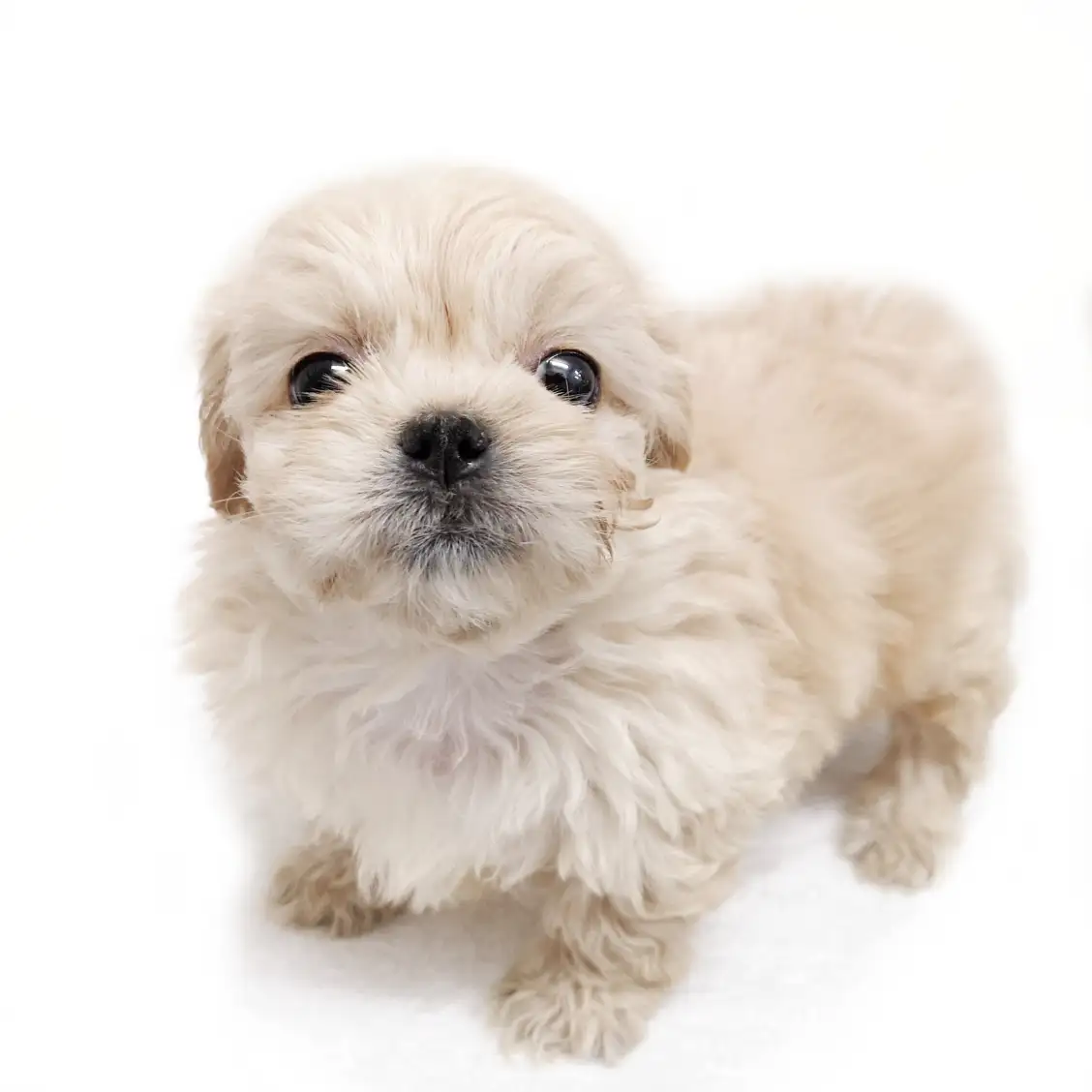 MIX(トイプードル×ペキニーズ)