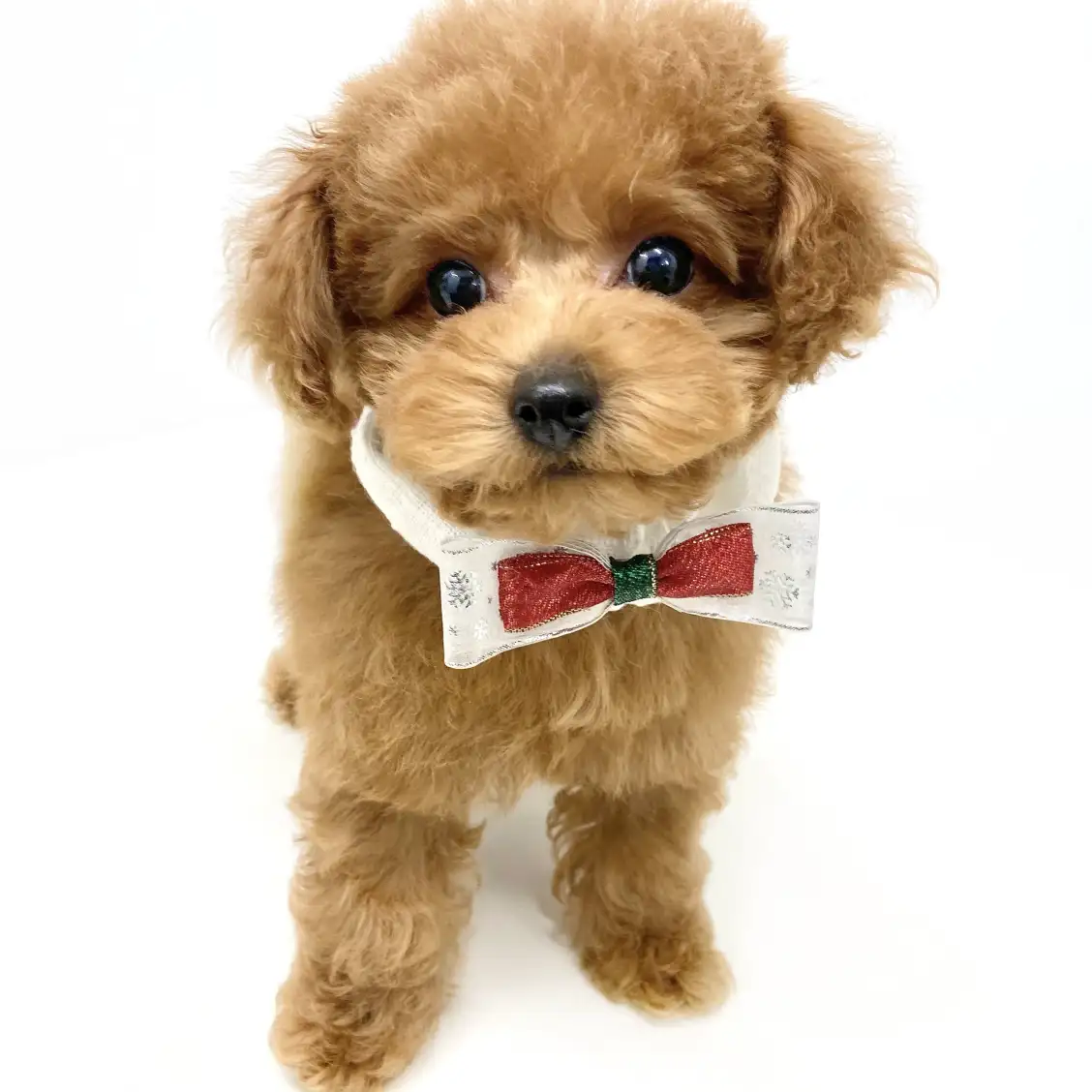 トイ・プードル