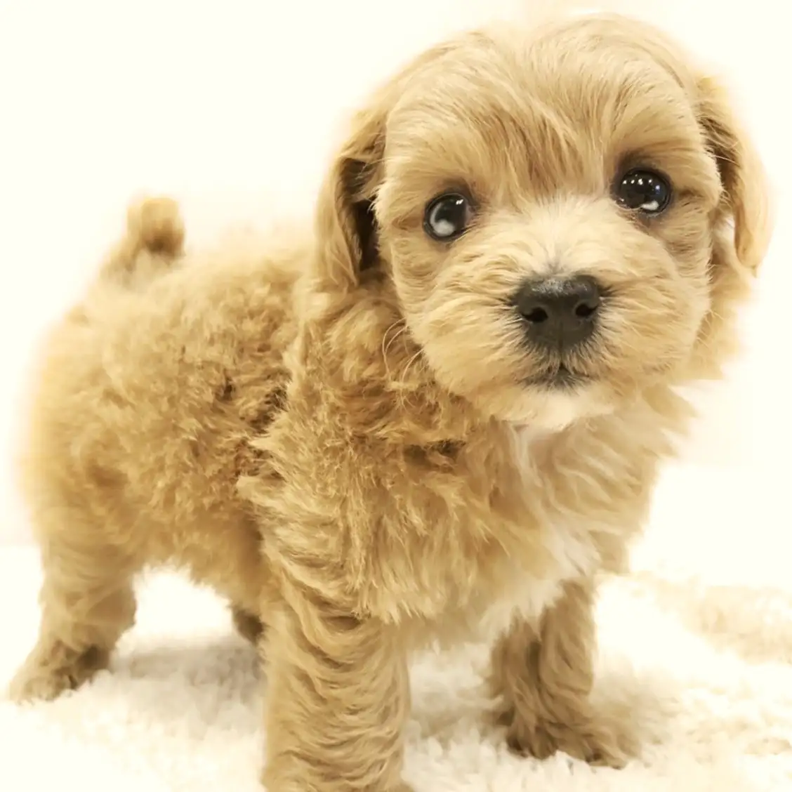 MIX(トイプードル×マルチーズ)