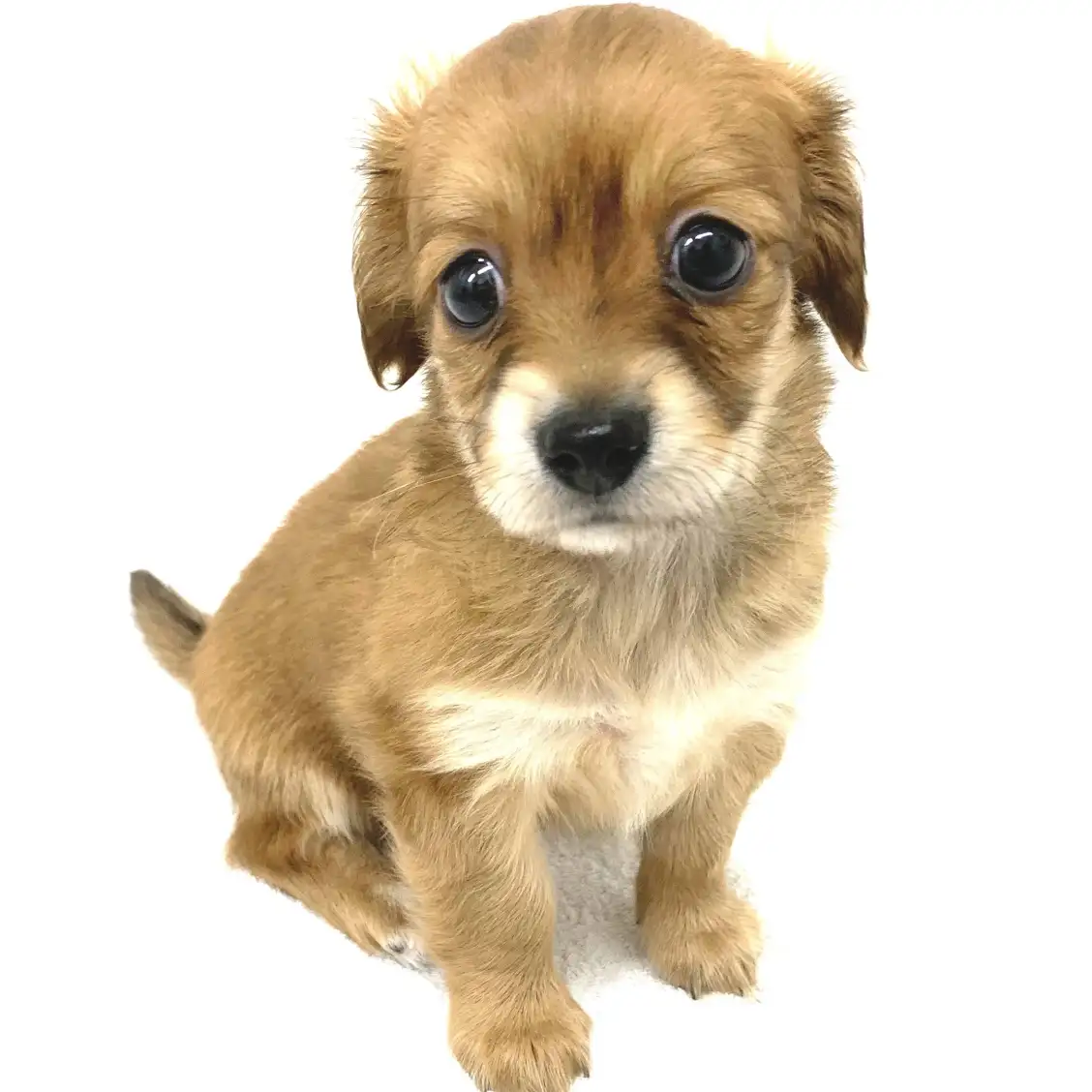 MIX(チワワ×ミニチュアダックスフント)