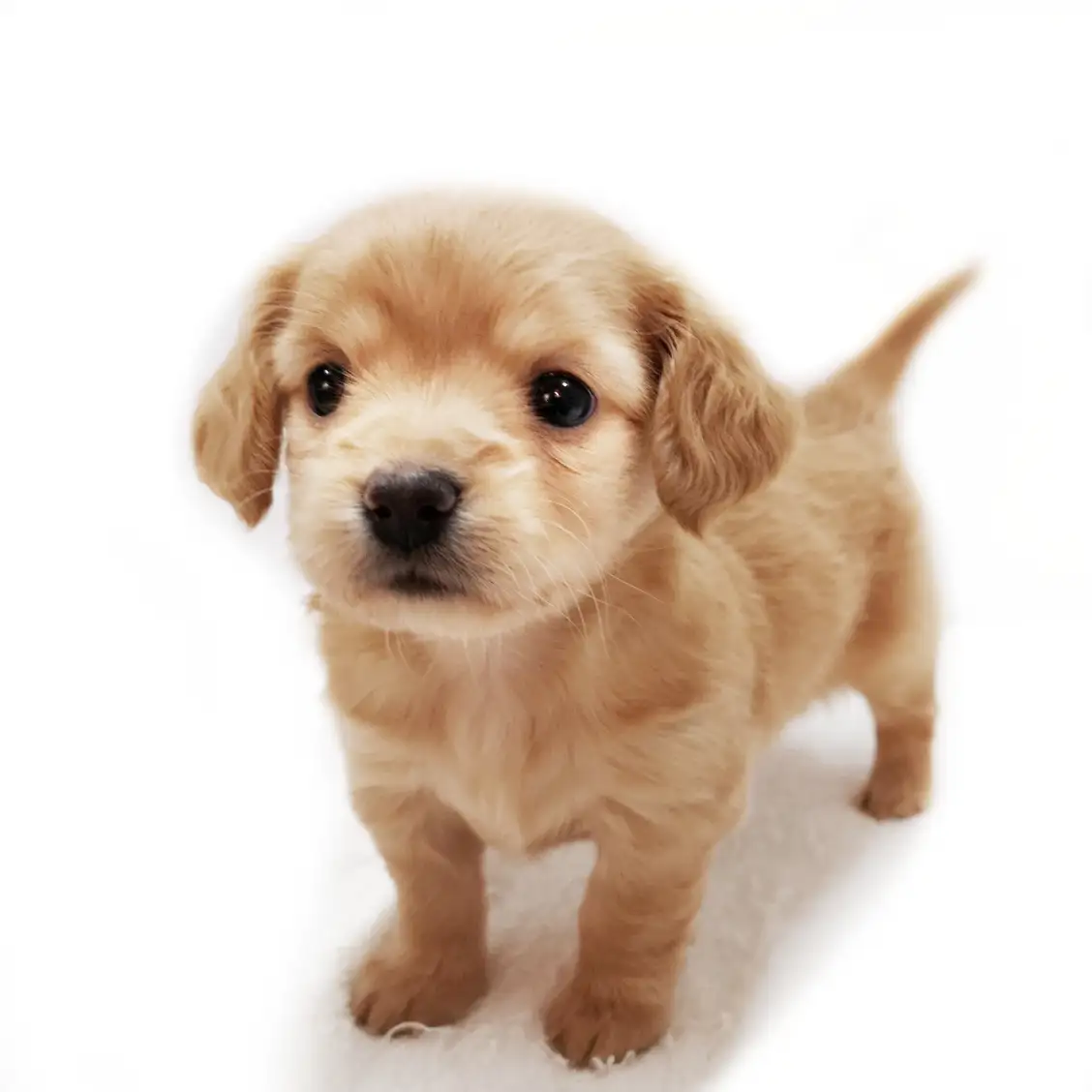 MIX(チワワ×ミニチュアダックスフント)