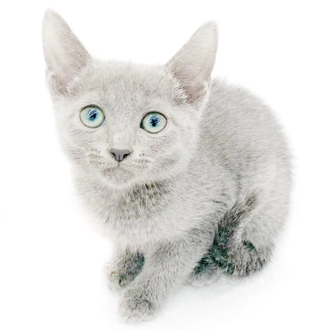 ロシアンブルー