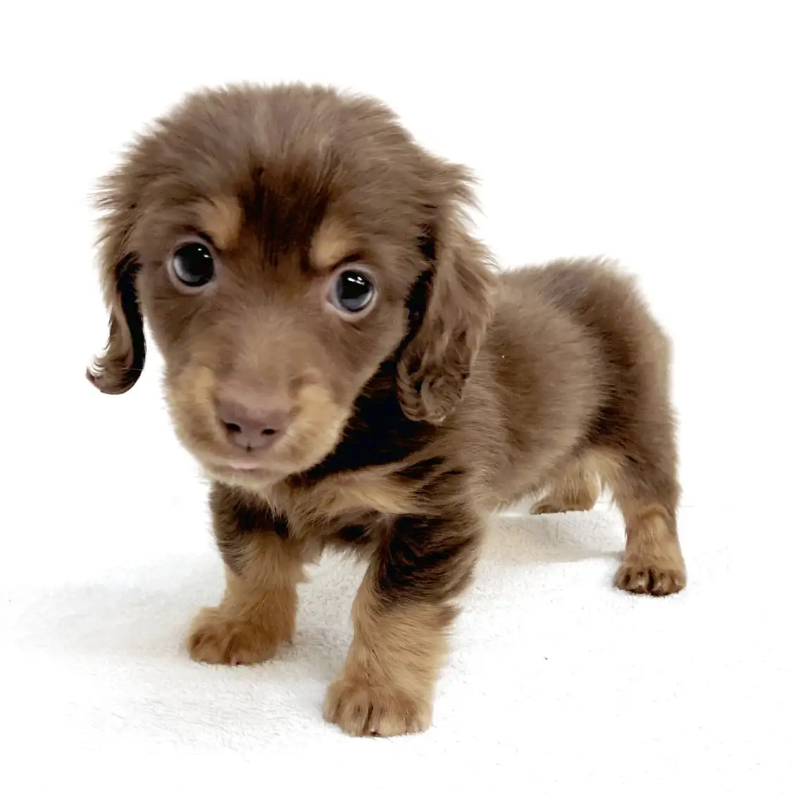 ミニチュア・ダックスフント