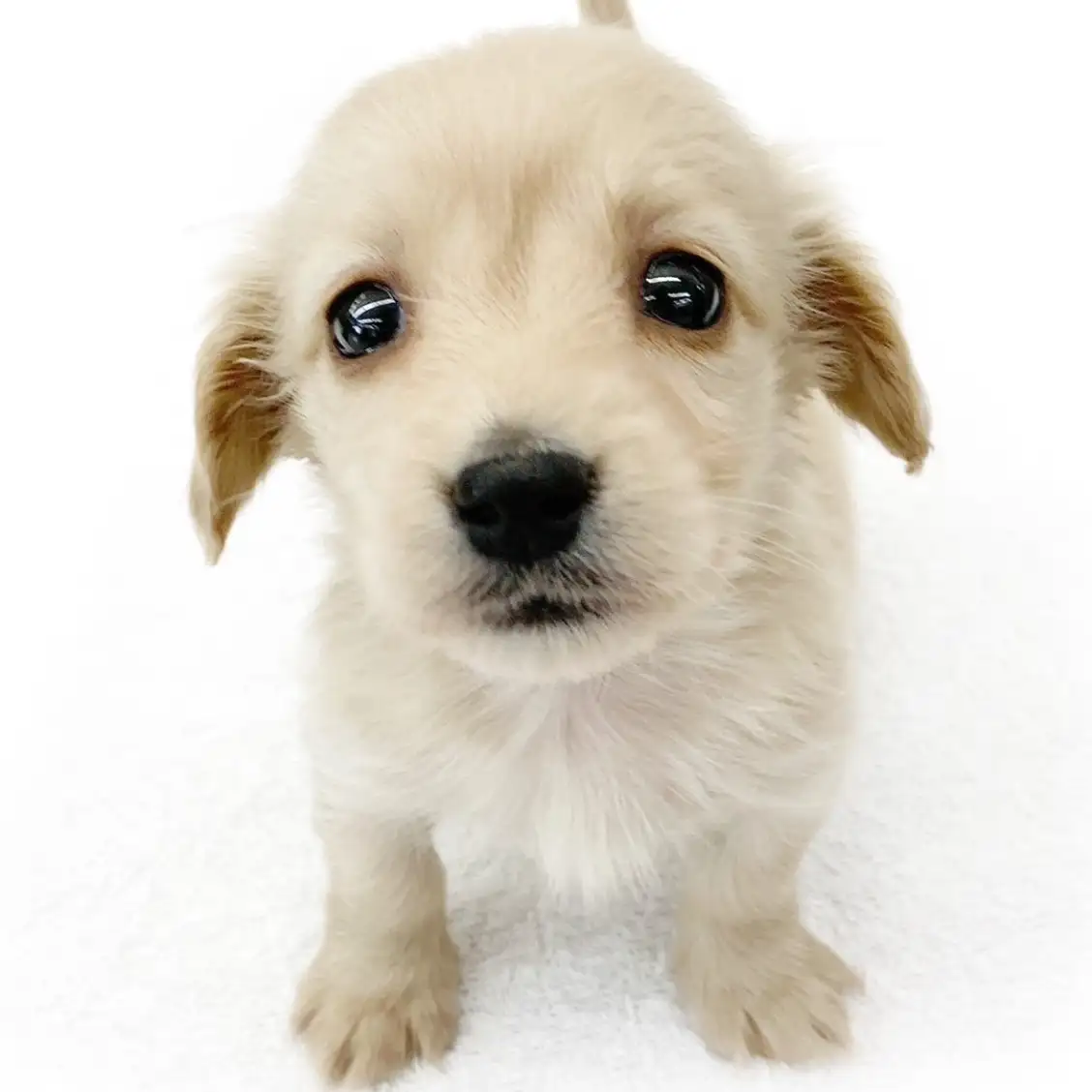 ミニチュア・ダックスフント