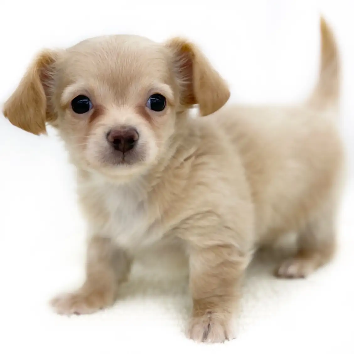 MIX(チワワ×ミニチュアダックスフント)