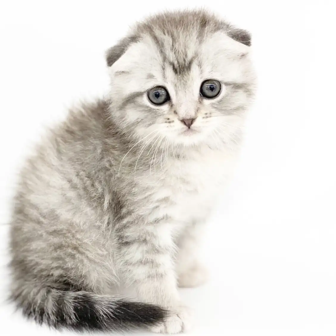 スコティッシュフォールド