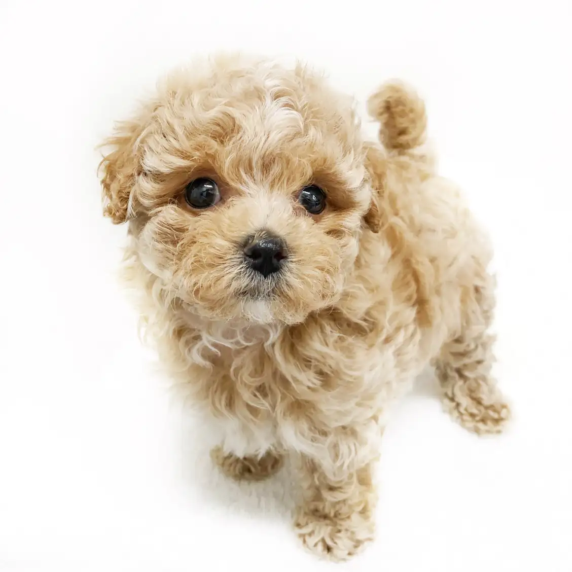 MIX(マルチーズ×トイプードル)