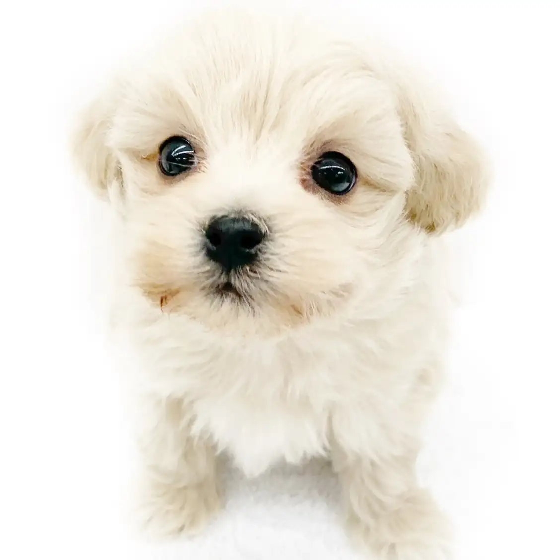 MIX(トイプードル×マルチーズ)