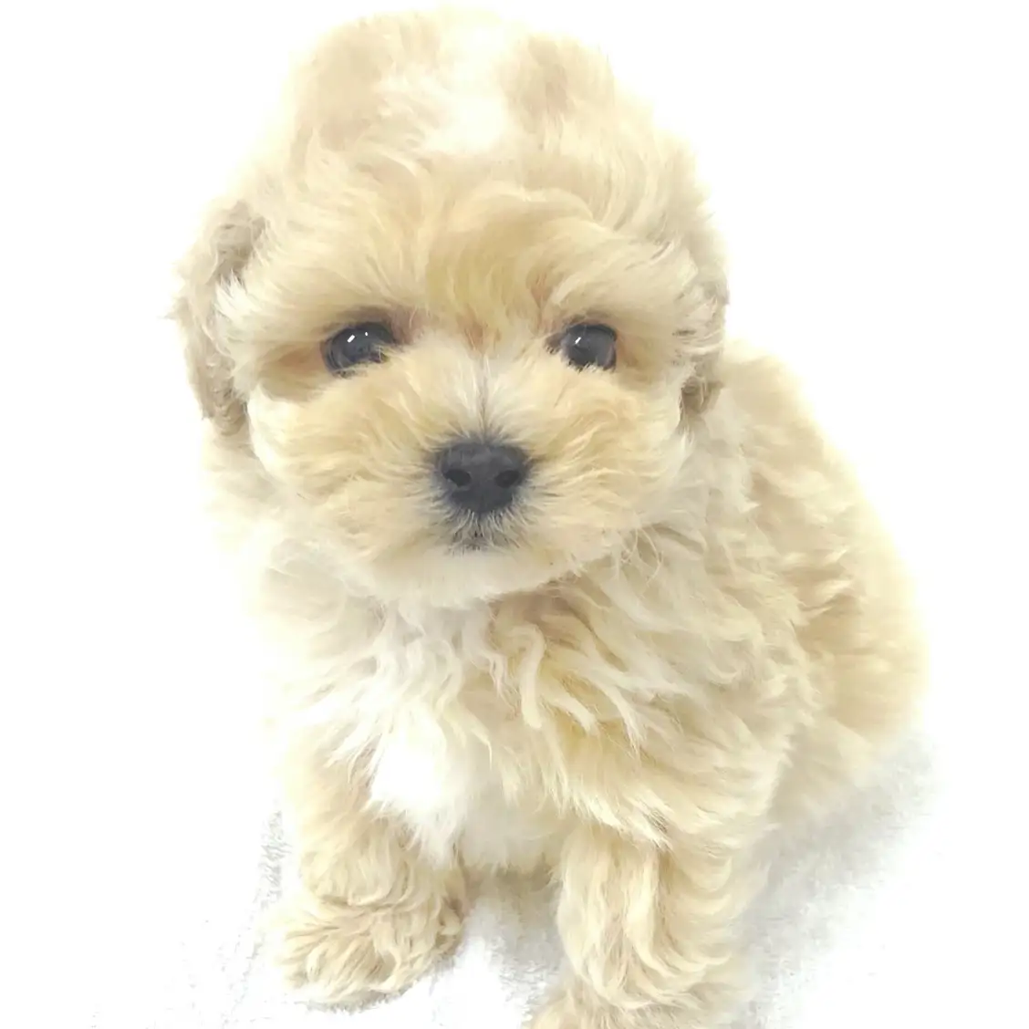 MIX(マルチーズ×トイプードル)