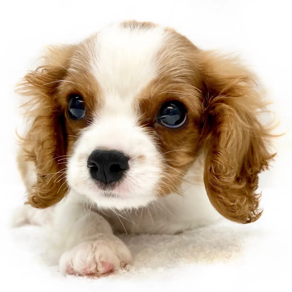 キャバリア・キングチャールズ・スパニエル