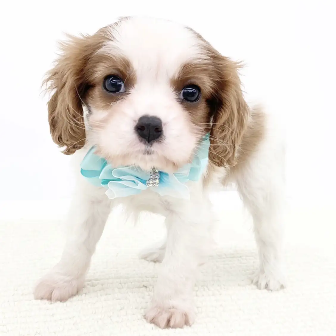 キャバリア・キングチャールズ・スパニエル