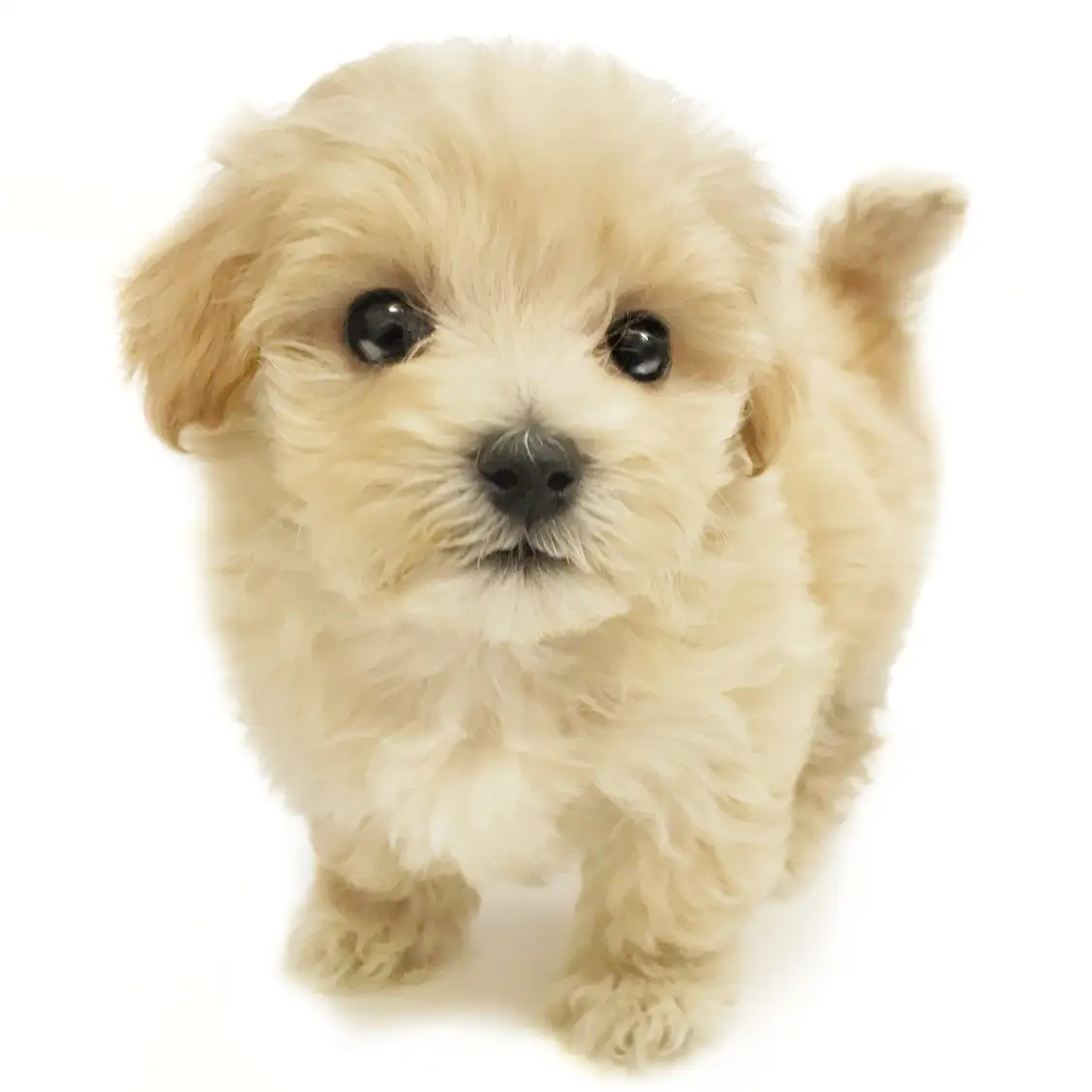 MIX（トイプードル×マルチーズ）