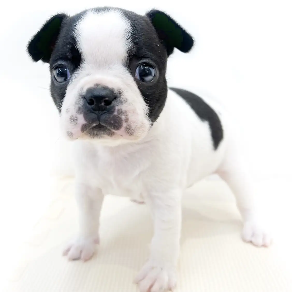 ボストンテリア