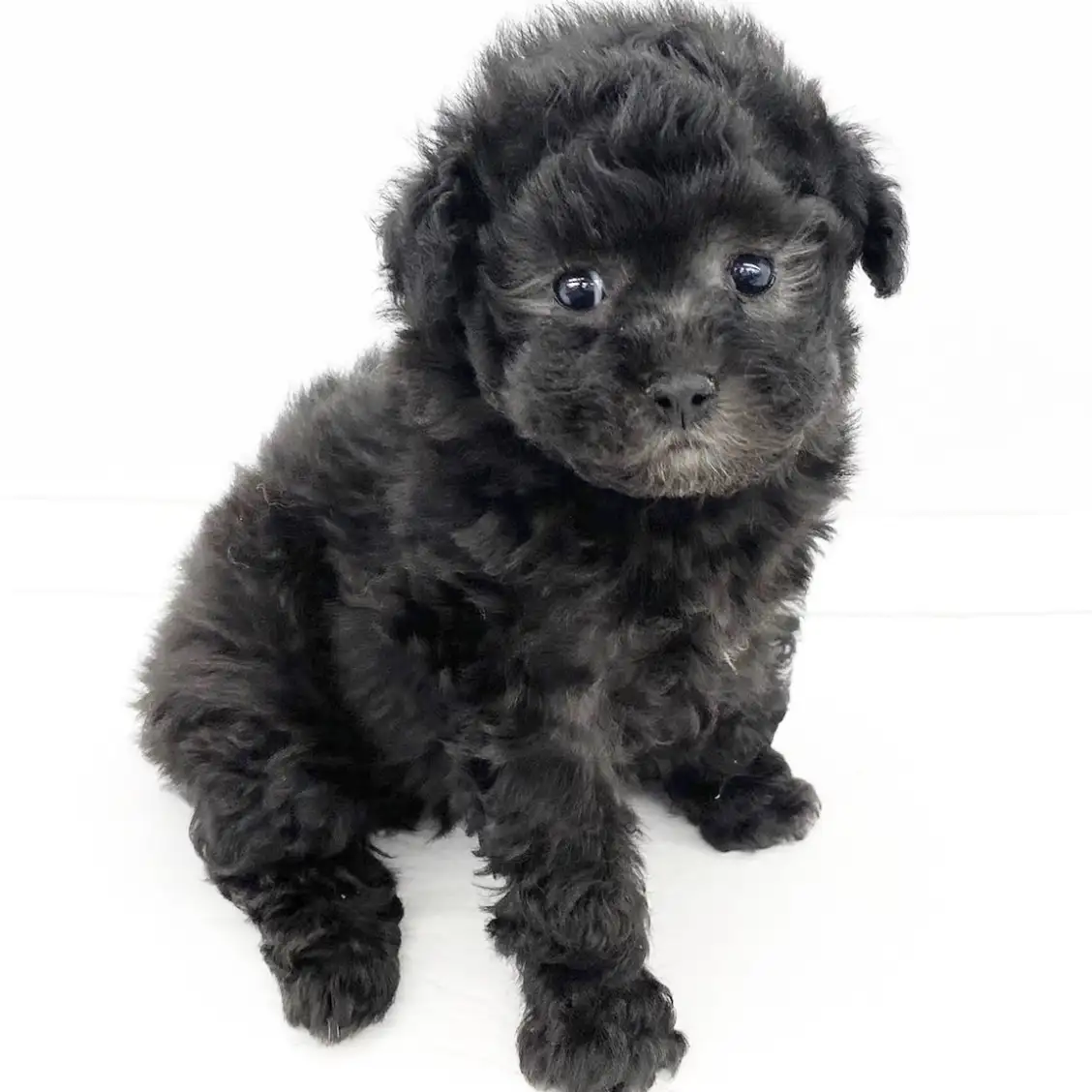 トイ・プードル