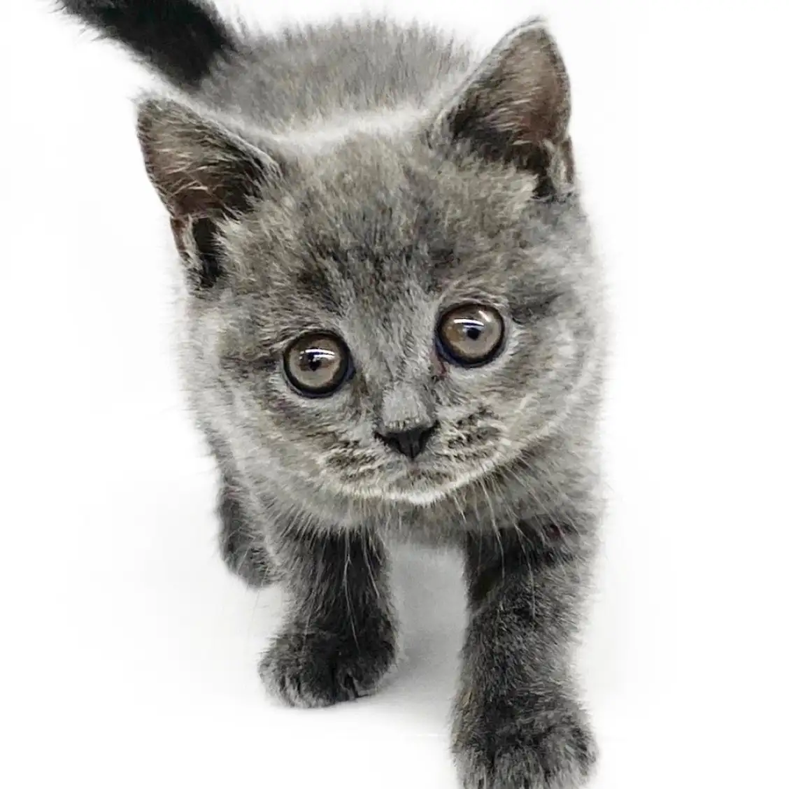 ブリティッシュショートヘア