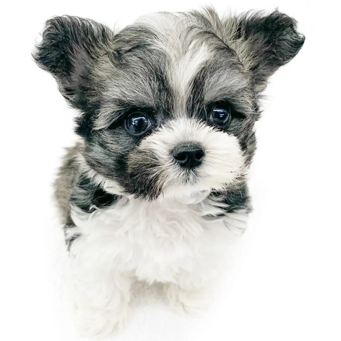 MIX(チワワ×マルプー)