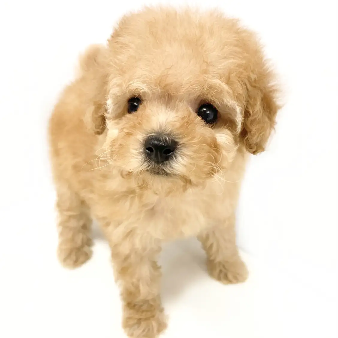 トイ・プードル