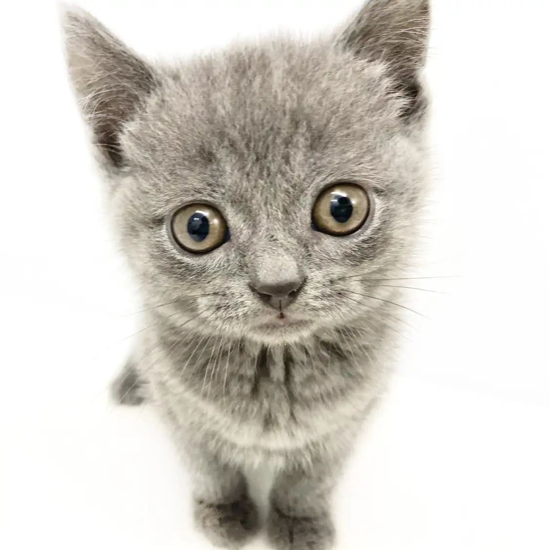 ブリティッシュショートヘア