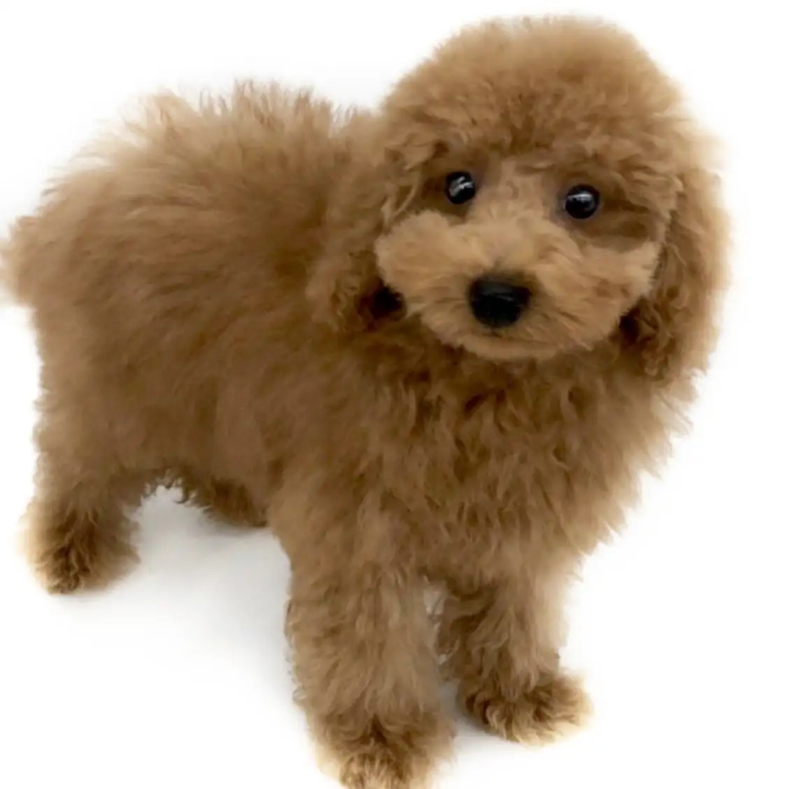 トイ・プードル