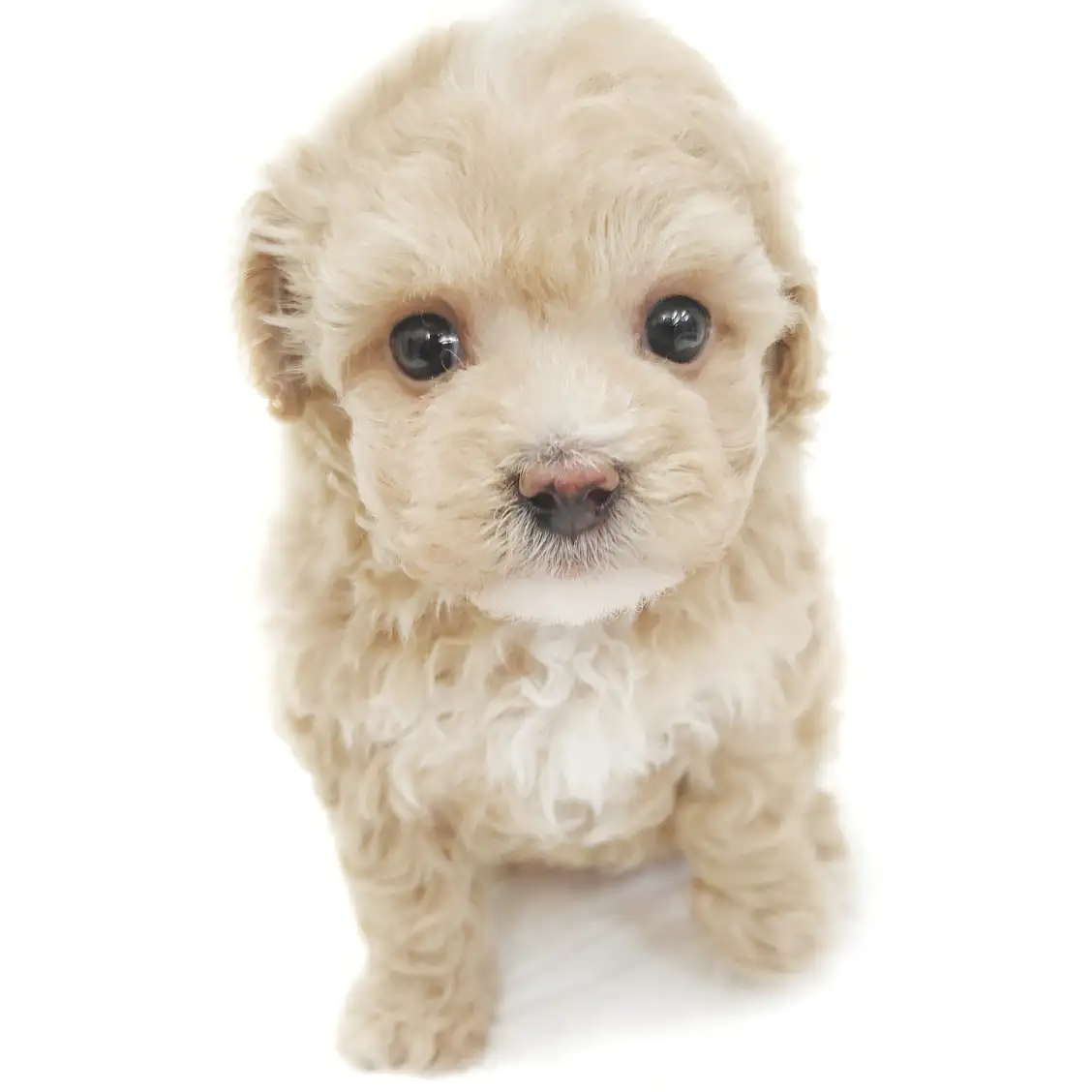 MIX(マルチーズ×トイプードル)