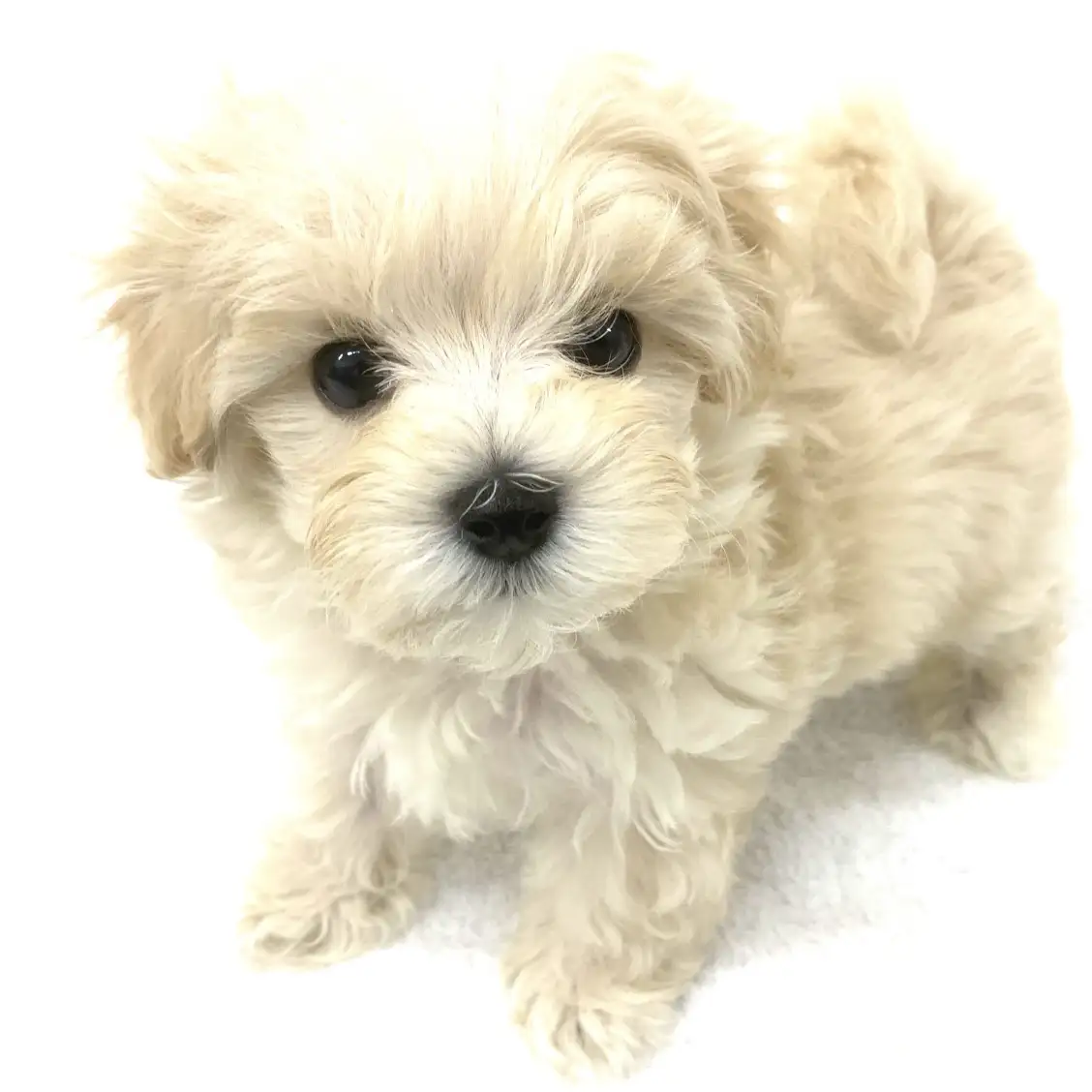 MIX(トイプードル×マルチーズ)