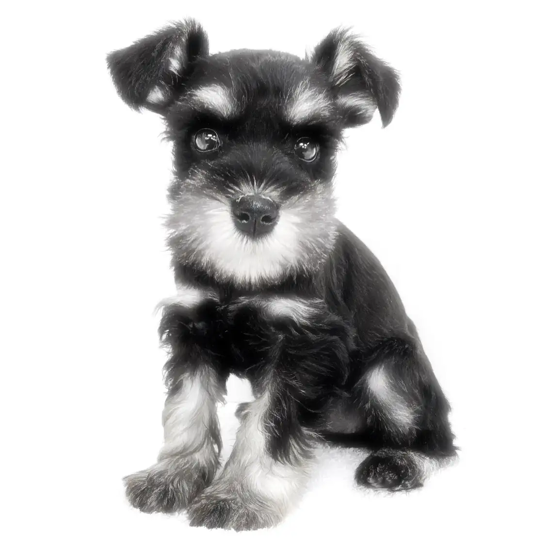 ミニチュア・シュナウザー