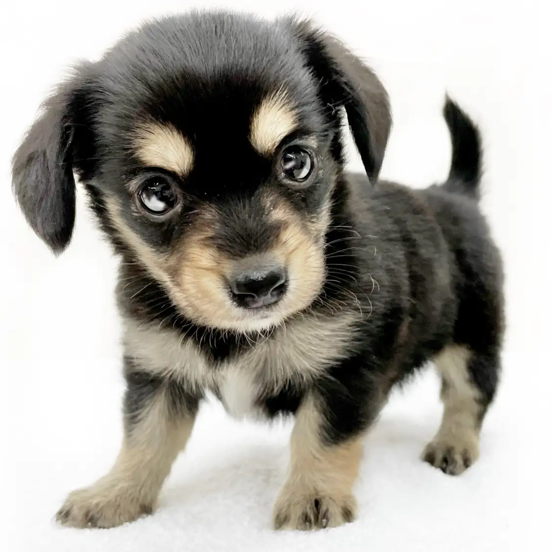 MIX(チワワ×ミニチュアダックスフント)