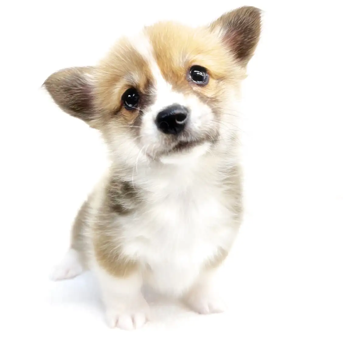 ウェルシュコーギーペンブローク