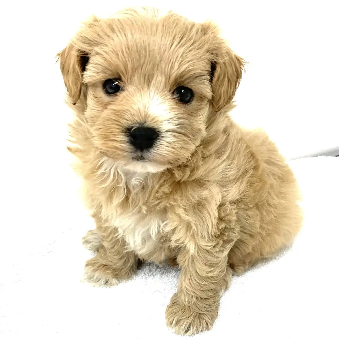 MIX(トイプードル×マルチーズ)