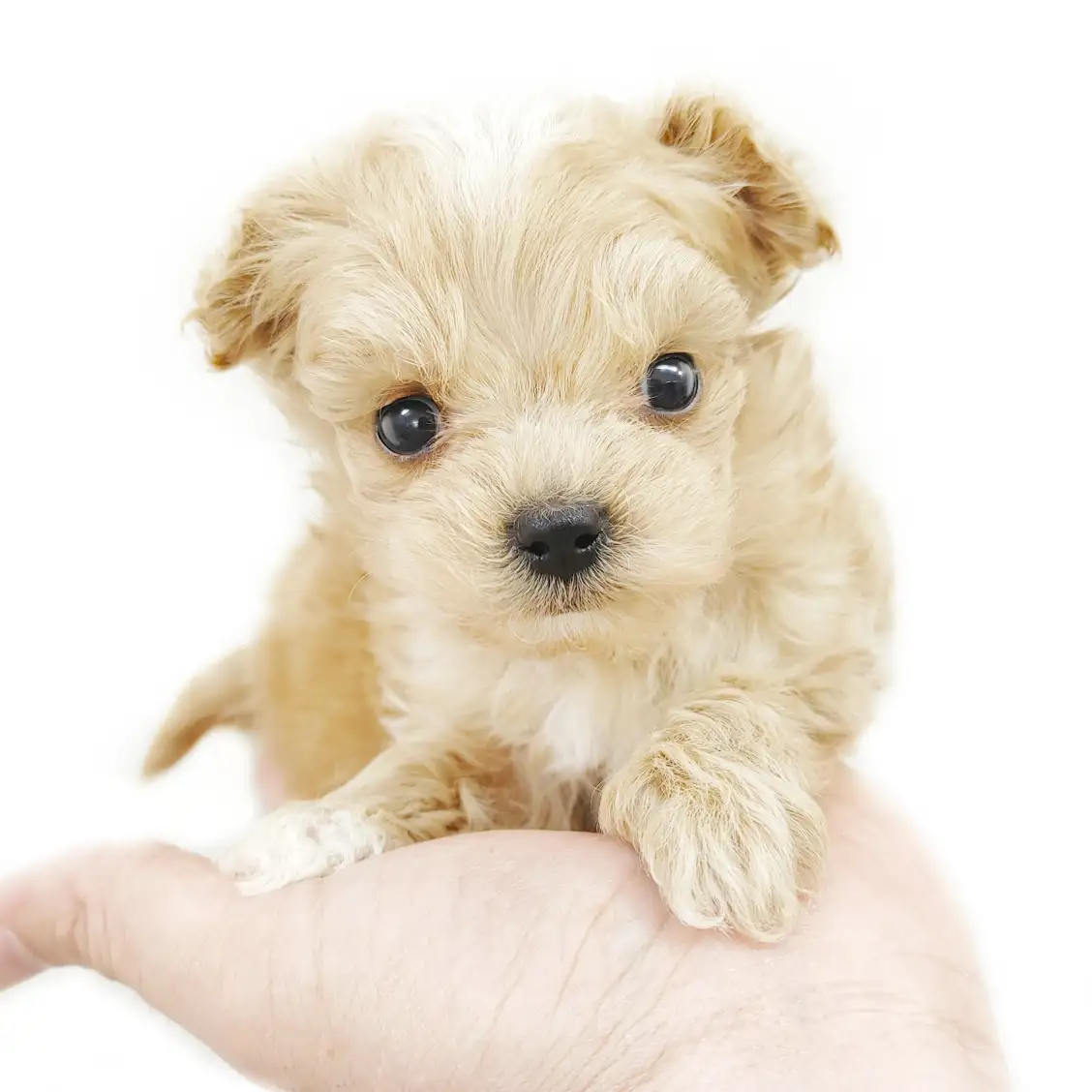 MIX(マルチーズ×トイプードル)