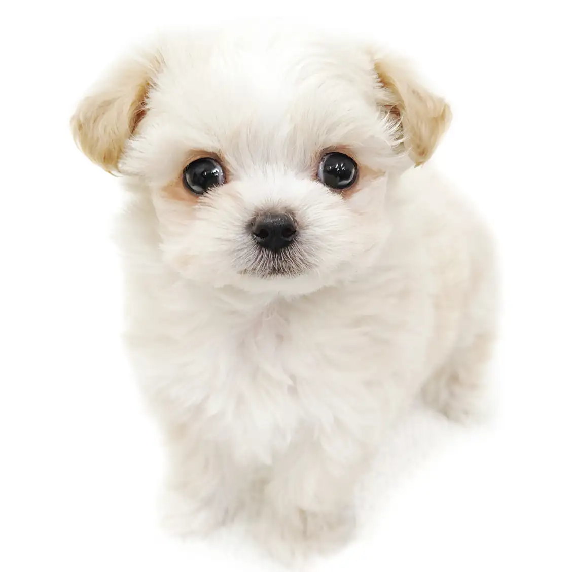 MIX(チワワ×マルチーズ)