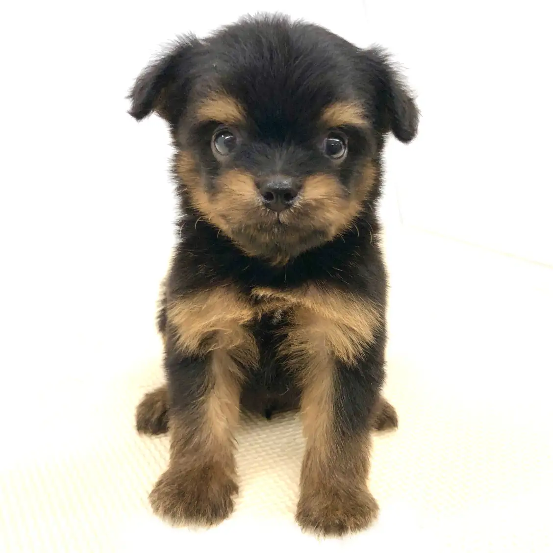 MIX（チワワ×マルチーズ）