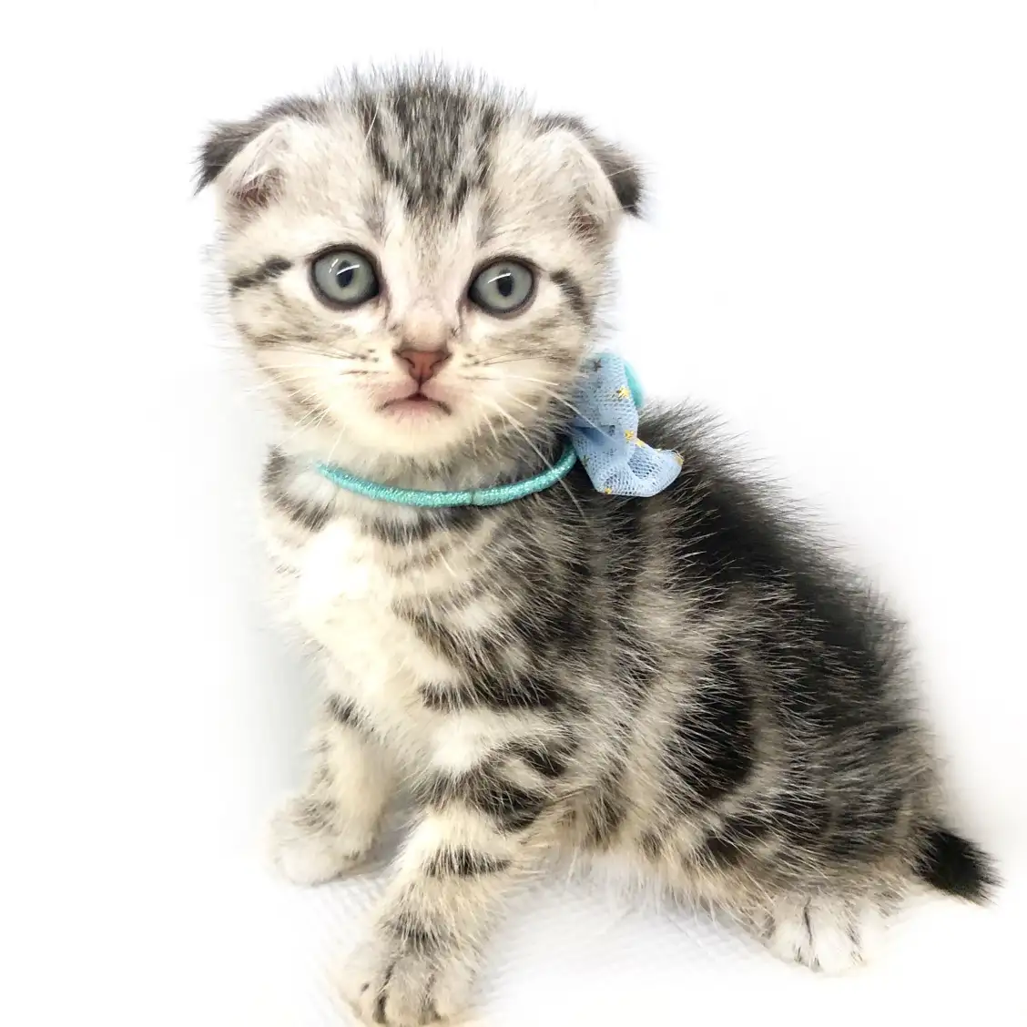 スコティッシュフォールド