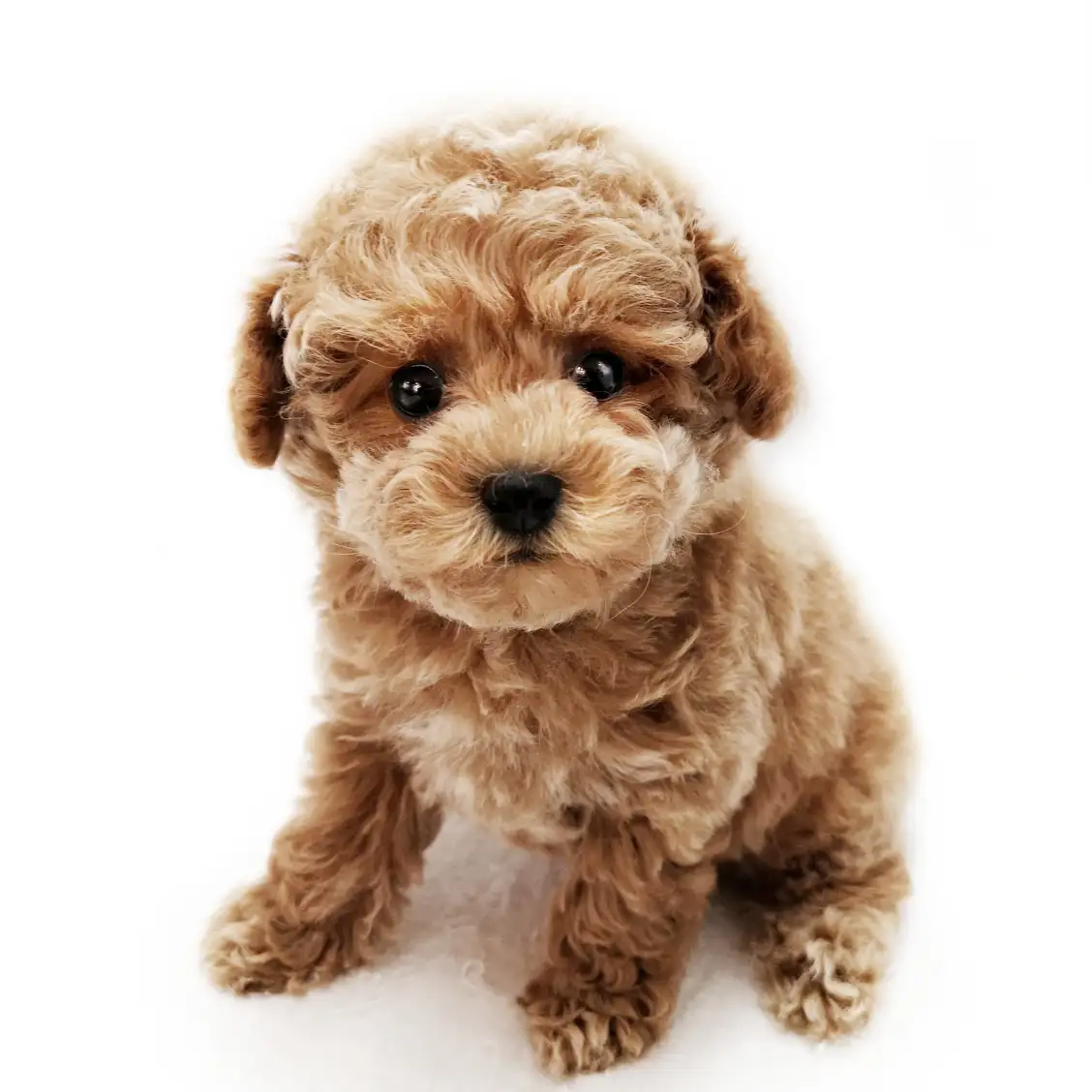 トイ・プードル